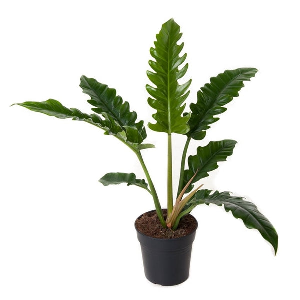 Philodendron Narrow Escape 70cm Tall 19cm Pot