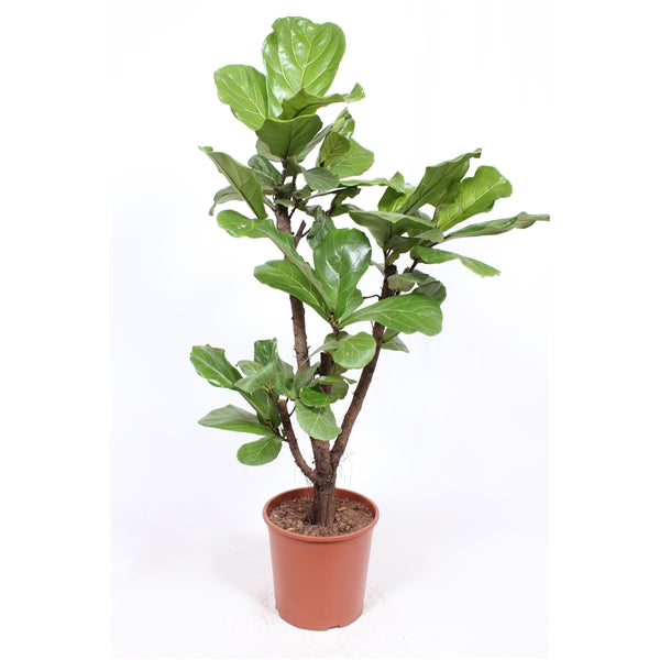 Ficus Lyrata 140cm Tall 30cm Pot