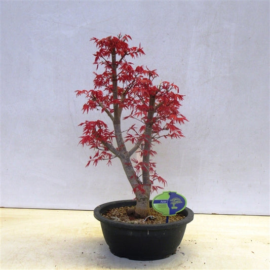 Acer Palmatum Deshojo 50cm Tall 22cm Pot