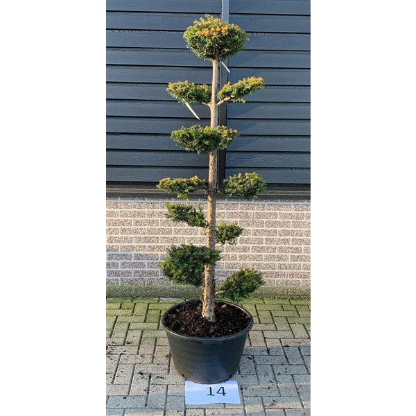 Taxus Baccata 200cm Tall 60cm Pot