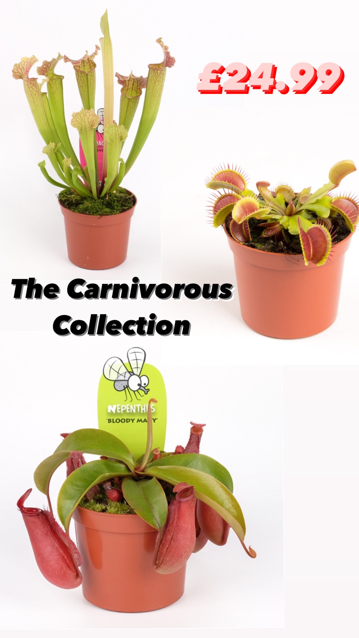Carnivorous Collection 8cm Pots