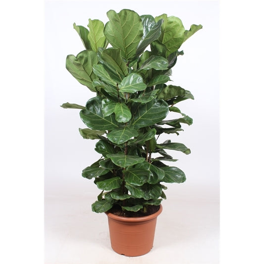 Ficus Lyrata 180cm Tall 45cm Pot