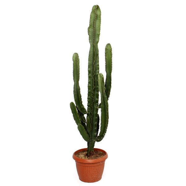 Euphorbia Erytrea 145cm Tall 35cm Pot